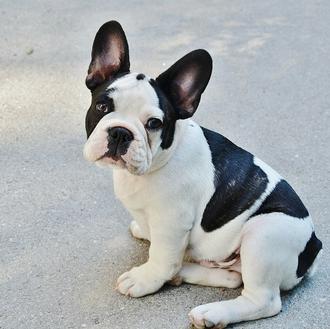 Los Bulldog Francés pueden sufrir hasta 20 trastornos comunes con …