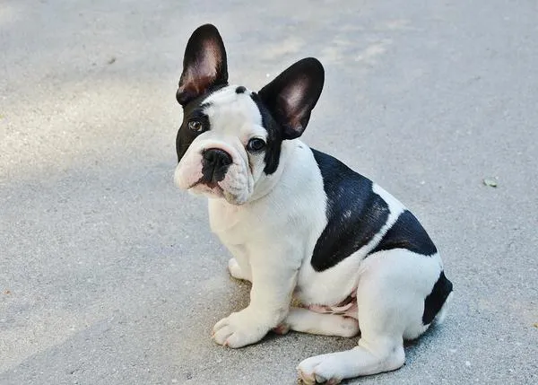 Los Bulldog Francés pueden sufrir hasta 20 trastornos comunes con mucha más frecuencia que otros perros