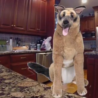 La batalla del gran peluche y la humana despistada... gana …