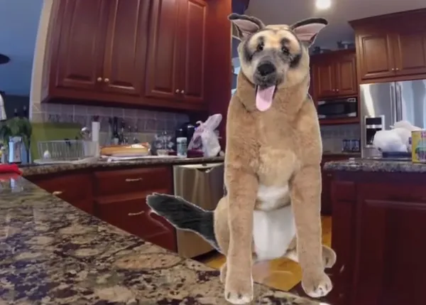 La batalla del gran peluche y la humana despistada... gana el peluche