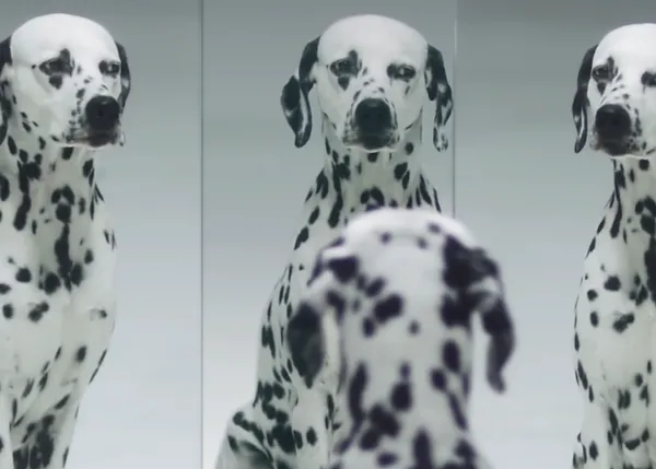Un anuncio repleto de canes guapérrimos por una buena causa: Dálmatas contra el cáncer de piel