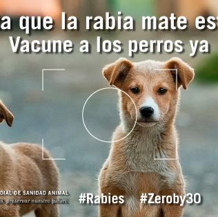 Ante el caso de rabia canina en Ceuta, los veterinarios …