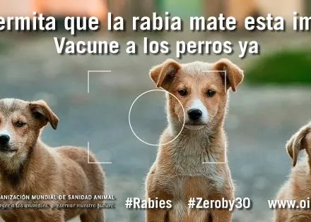 Ante el caso de rabia canina en Ceuta, los veterinarios recuerdan la importancia clave de la vacunación anual