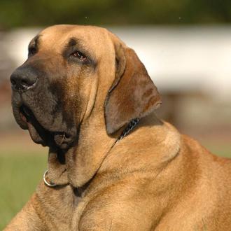 Los veterinarios británicos piden acabar con la (ineficaz) legislación basada …