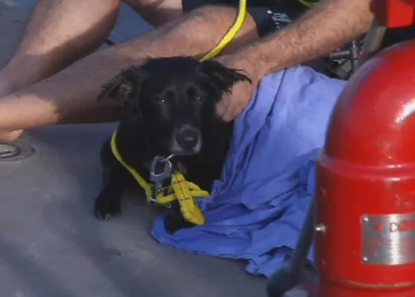 La escapada náutica de una labrador, un episodio de ansiedad por separación con final feliz