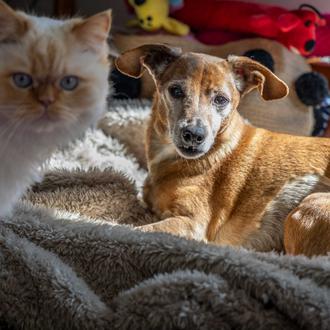 Convivir con un perro o un gato puede ser un …