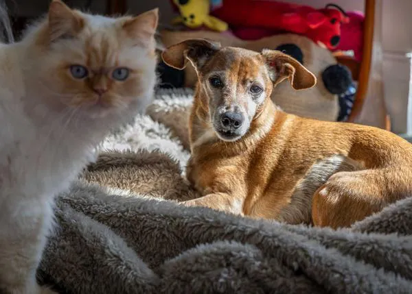 Convivir con un perro o un gato puede ser un factor clave para proteger a las personas adultas frente al deterioro cognitivo