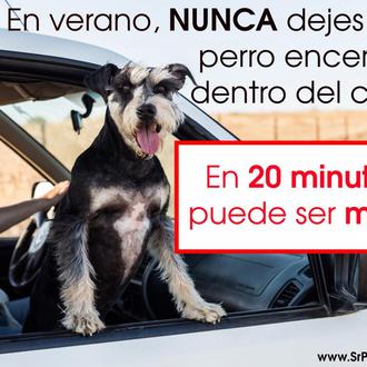 Calor + Coche = NUNCA dejes a tu perro dentro, el golpe …