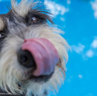 ¿Cómo nos quieren los perros? Un test de cinco pruebas …