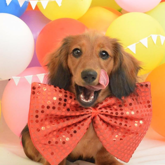Las (divinas) aventuras de un salchicha chiquito y los globos