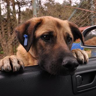 La vida de miles, ¿millones? de perros de la calle …