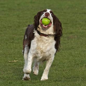 Los juegos felices de un perro ciego (y cómo ayudar …