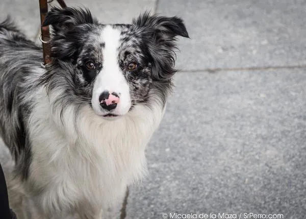 La inteligencia perruna, del Border Collie al Lebrel Afgano