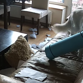 Ansiedad por separación: cuando los perros dependen demasiado de sus …
