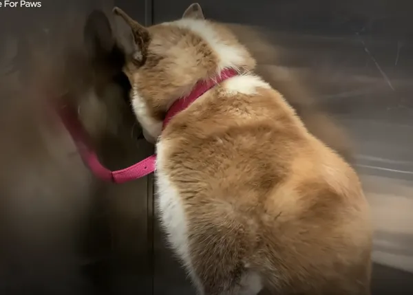 Una Husky que vivía en la calle y temía a todos los humanos es rescatada y aprende a volver a ser perra