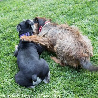 Acoso a los dueños de perros en Pinto, ¿lograrán ser …