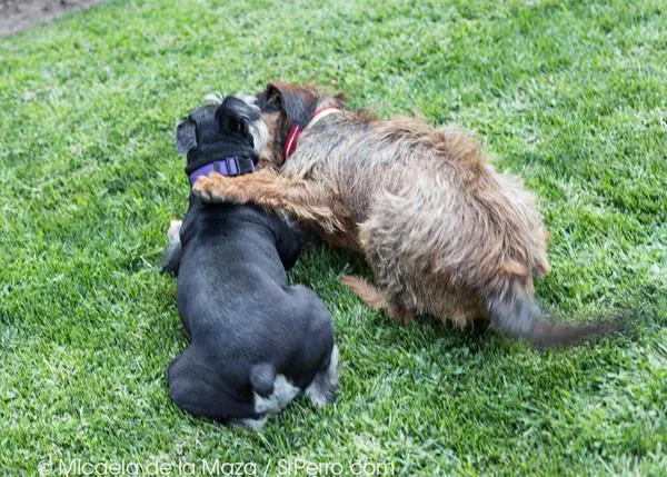Acoso a los dueños de perros en Pinto, ¿lograrán ser escuchados?