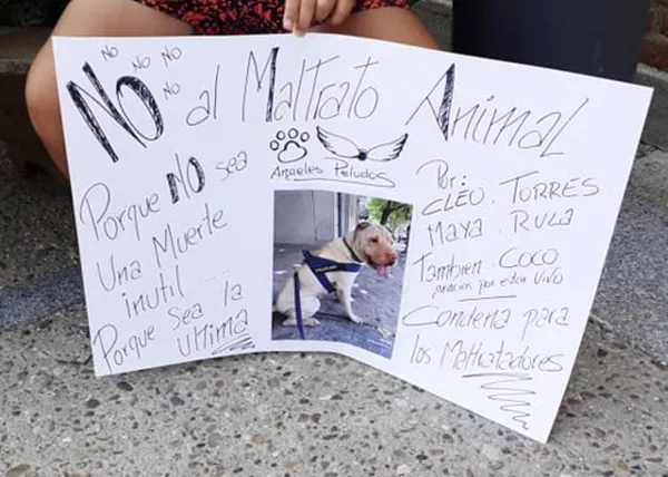 Varios perros mueren en una (presunta) residencia canina en Madrid, una residencia en instalaciones municipales