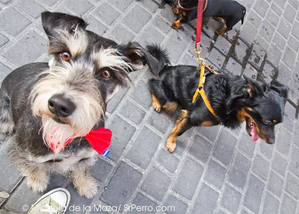 Nuevo Perro Walk en Madrid: disfruta paseando con tu can por Latina y Lavapiés 