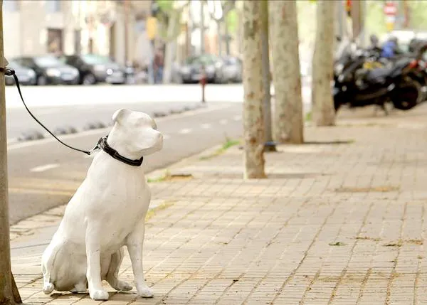 Original y preciosa campaña para fomentar la adopción de perros en Barcelona, #GosSOS