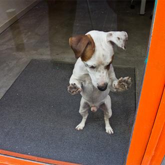 El decálogo del buen dueño de SrPerro