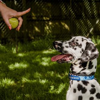 Ante problemas de comportamiento canino, solo el 8% busca ayuda …