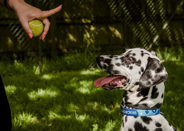 Ante problemas de comportamiento canino, solo el 8% busca ayuda profesional (el 22% se fía de la TV y redes sociales)