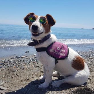 Seguro de vida y compañero constante: los perros de alerta …