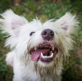 ¿Cómo ven los perros el mundo? ¿Cómo es el mundo …