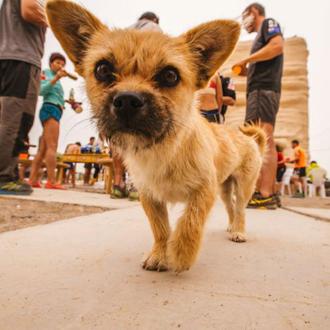 Los milagros de Gobi: la pequeña perra que ha sido …