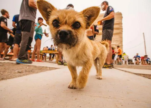 Los milagros de Gobi: la pequeña perra que ha sido rescatada dos veces en China