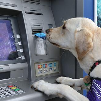 ¿Sabes todo lo que puede llegar a hacer un perro …