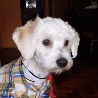 Recogida de firmas para apoyar a Luno, el perro retenido …