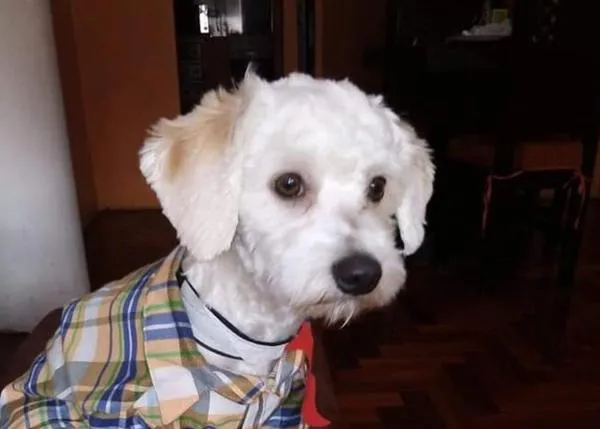 Recogida de firmas para apoyar a Luno, el perro retenido en Barajas desde hace una semana