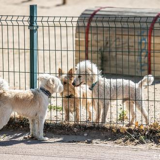No existe el perro alfa: la teoría de la superdominancia …