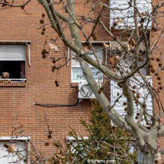 La pesadilla de intentar alquilar cuando tienes perro: el porcentaje …
