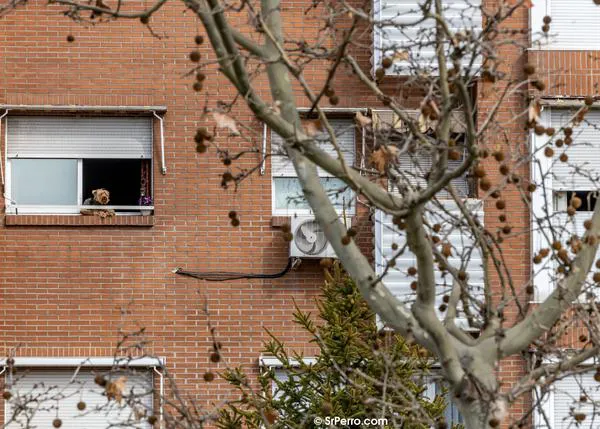 La pesadilla de intentar alquilar cuando tienes perro: el porcentaje de viviendas 