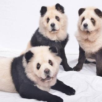 Cuando la estética desemboca en maltrato: tatuajes para perros, tintes...