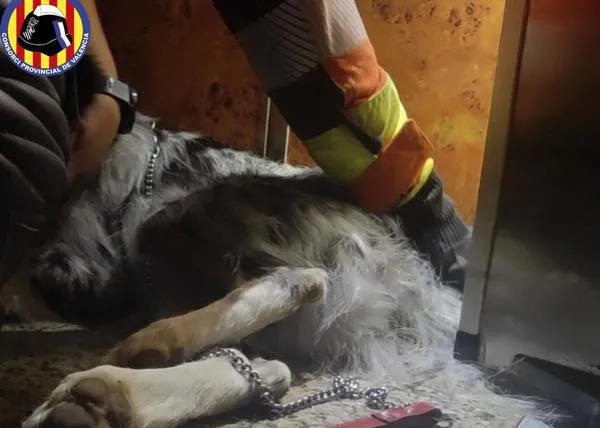 Pericia, paciencia y cariño: los bomberos ayudan a un perro cuya cola había quedado atrapada en un ascensor en Benetússer