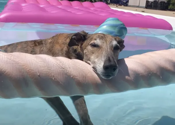 Clase de natación: clase de relax canino elevado al cubo con dos Galgos muy cool