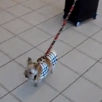 El yorkie más apañado: te lo llevas de viaje y …