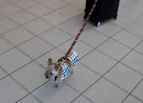 El yorkie más apañado: te lo llevas de viaje y te lleva la maleta