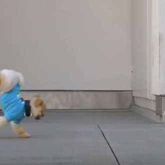 Jiff, el Pomerania que soñaba con ser ¿Michael Jackson?