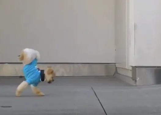 Jiff, el Pomerania que soñaba con ser ¿Michael Jackson?
