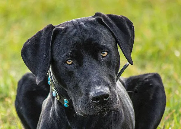 Aumento en los problemas de comportamiento de los perros y en eutanasias conductuales, según veterinarios del Reino Unido