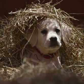Las nuevas aventuras del cachorro de Budweiser y sus amigos …