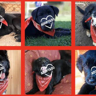 Negro Matapacos, el famoso perro chileno, inspira a los artistas …