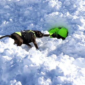 Guías y perros detectores de víctimas vivas sepultadas en aludes …