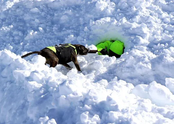 Guías y perros detectores de víctimas vivas sepultadas en aludes ponen en práctica su pericia en Sierra Nevada