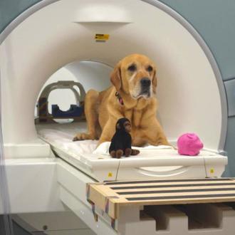 Los perros procesan de manera opuesta a los humanos las …